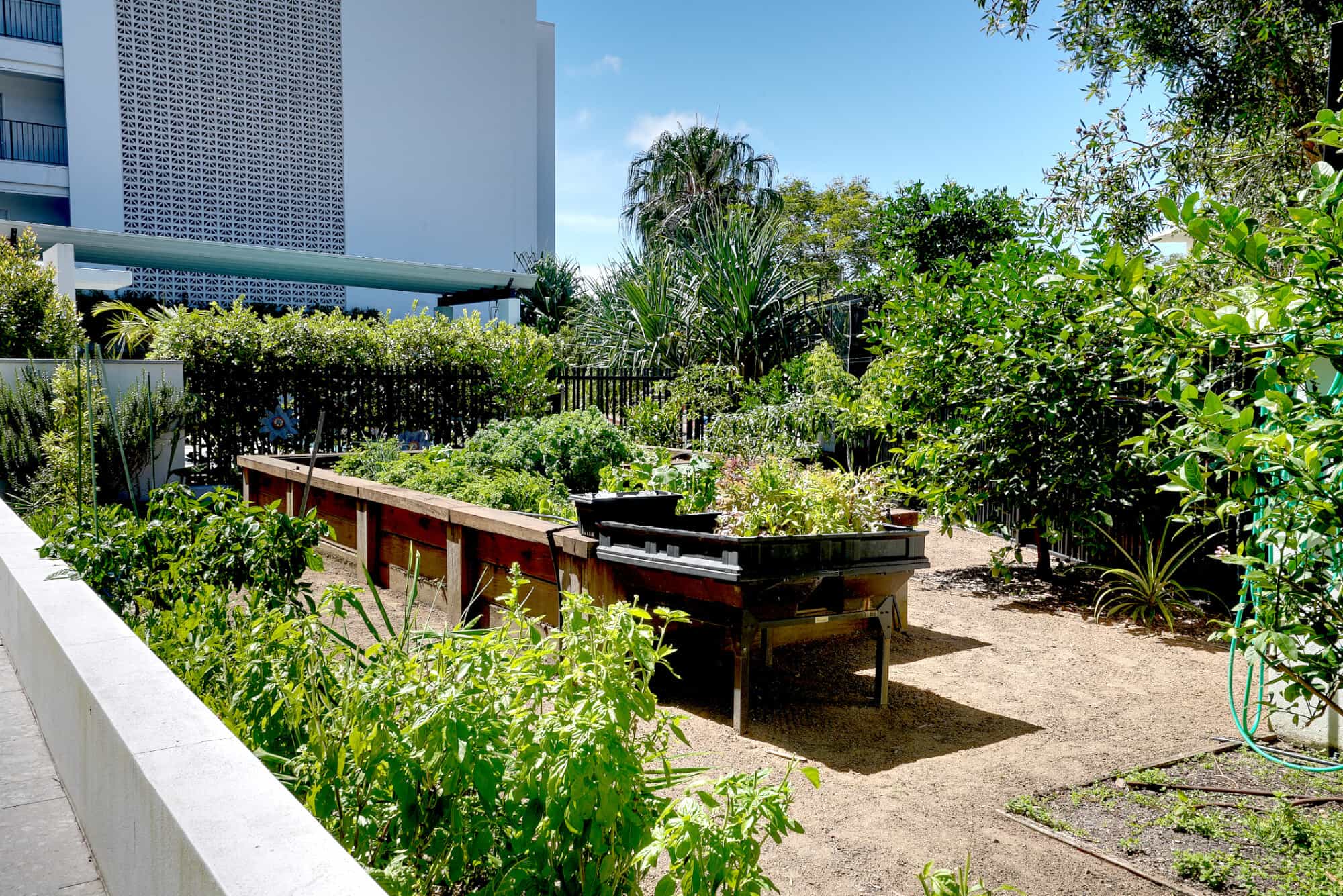 A sunny urban garden at the Sunshine Coast Retirement Community features raised wooden beds overflowing with green plants, herbs, and vegetables, framed by trees, shrubs, and a white building in the background.