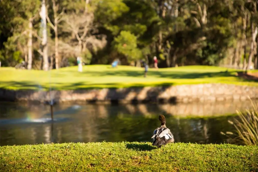 A duck sits on green grass near a pond, with several people in the background on a Toowoomba Retirement Community golf course surrounded by trees under bright sunlight.