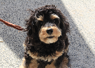 A small black and tan dog with curly fur sits on a speckled pavement, looking up while wearing a brown leash, enjoying the outdoors at one of the pet friendly retirement villages.